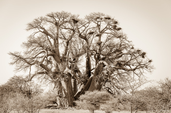 Chapman's Baobab — A Historical Pilgrimage in Near Gweta, Central Botswana (Missionary Road)