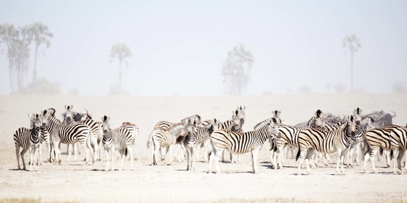 San Camp in Ntwetwe Pan, near Gweta