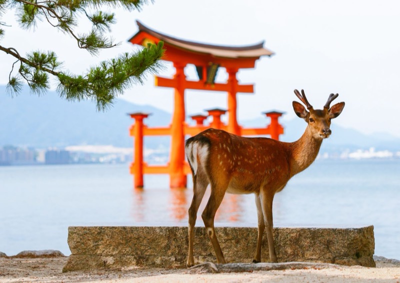 Deer on Miyajima Island