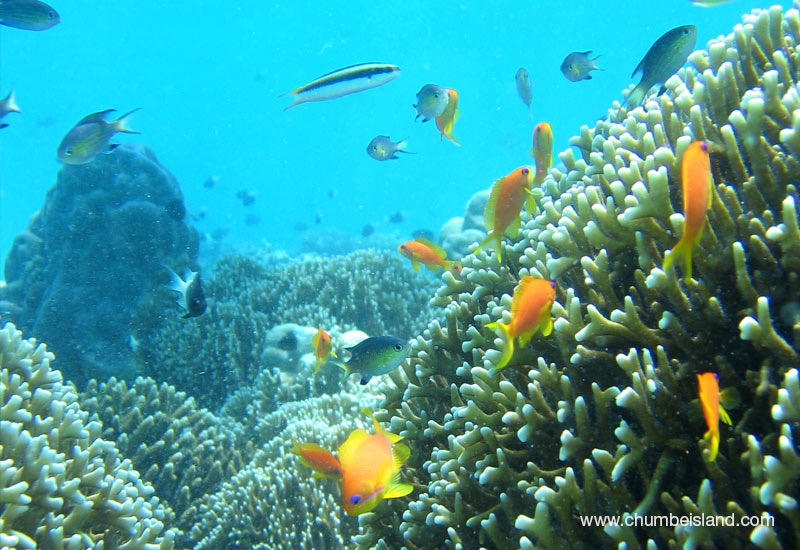Chumbe Island Coral Park snorkeling, Zanzibar