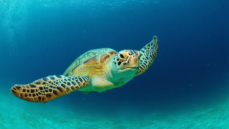 Green sea turtle at Turtle Reef, Mnemba Atoll, Zanzibar