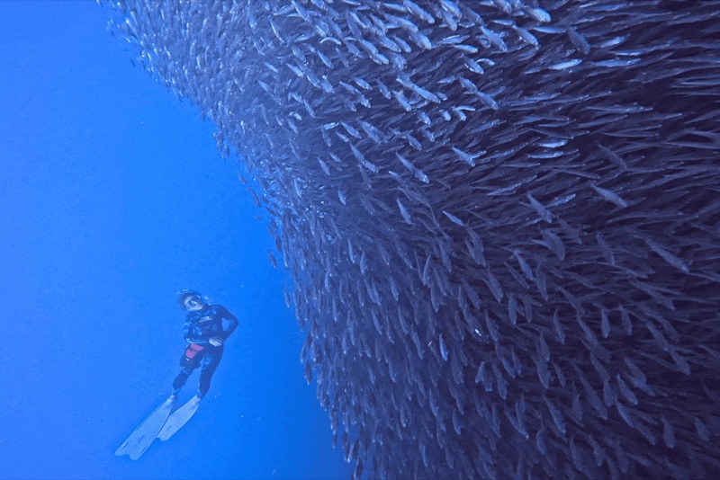 Chief Mau Ohana Surf and Dive Moalboal