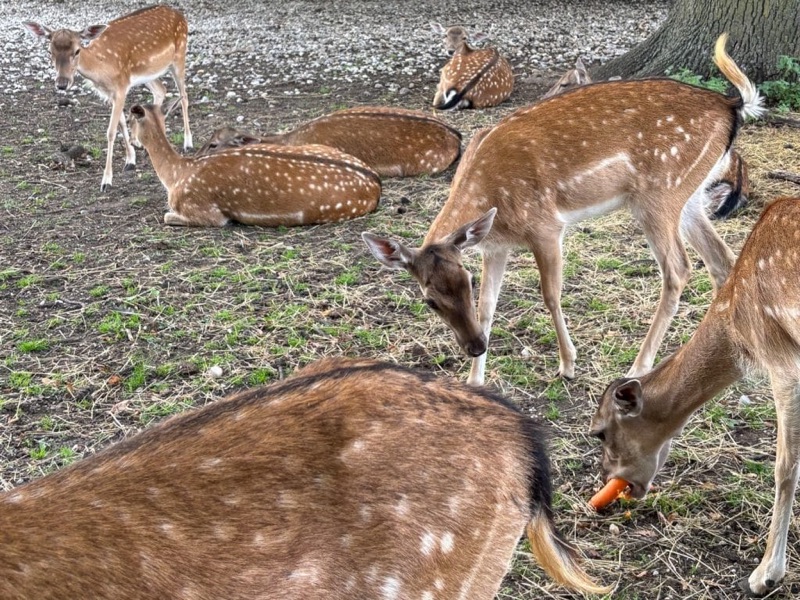 Hirschgarten beer garden Munich with deer enclosure
