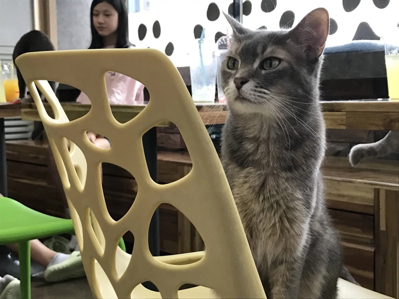 Cat Cafe Attic Cat in Myeongdong, Seoul