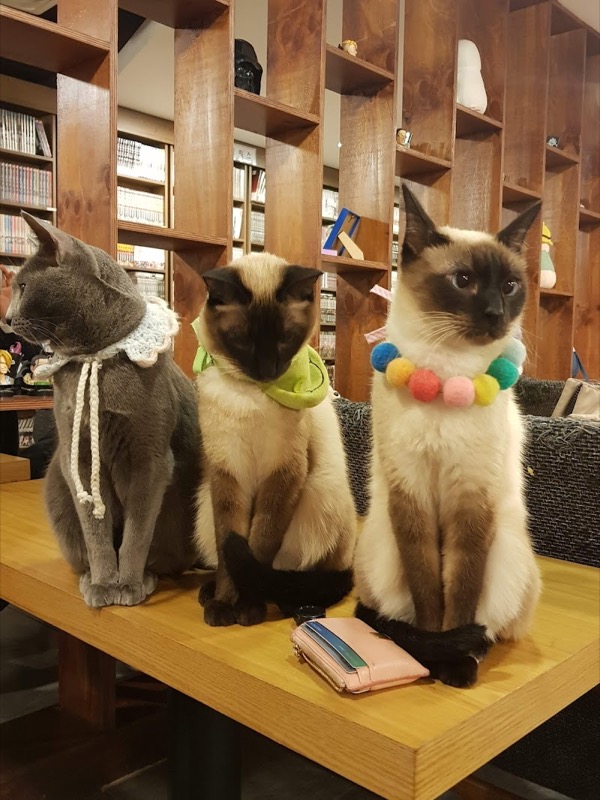 Cat Beer Cafe in Seoul