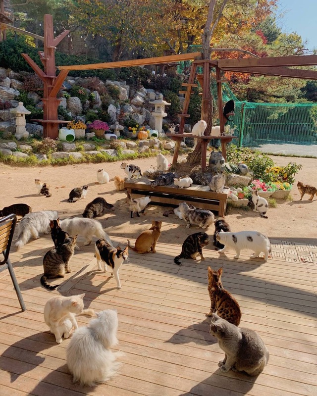 Cat Garden outdoor cat café near Gimpo Airport, Seoul