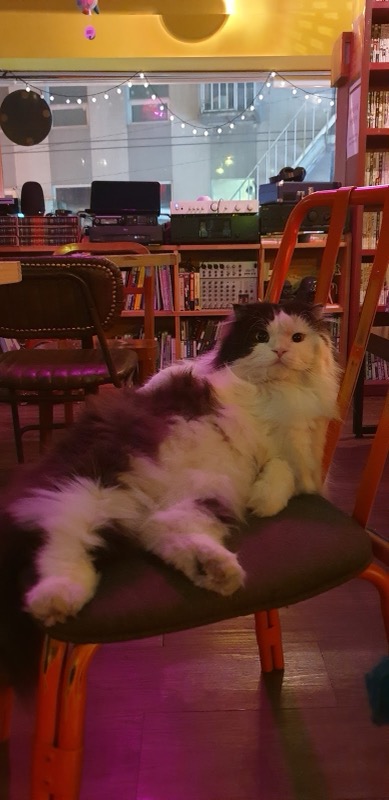Cat Cafe Library in Hongdae, Seoul