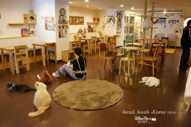 10 Best Cat Cafés in Myeongdong