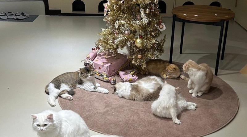 Cat's Sarangchae café in Myeongdong, Seoul