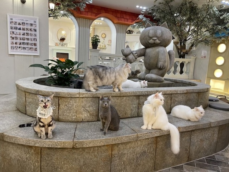 Roofcatme cat café in Myeongdong, Seoul