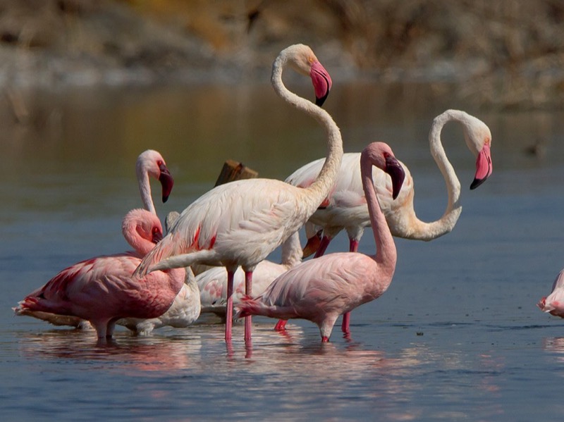 Greater & Lesser Flamingo Colonies in Sowa Pan, within the sanctuary