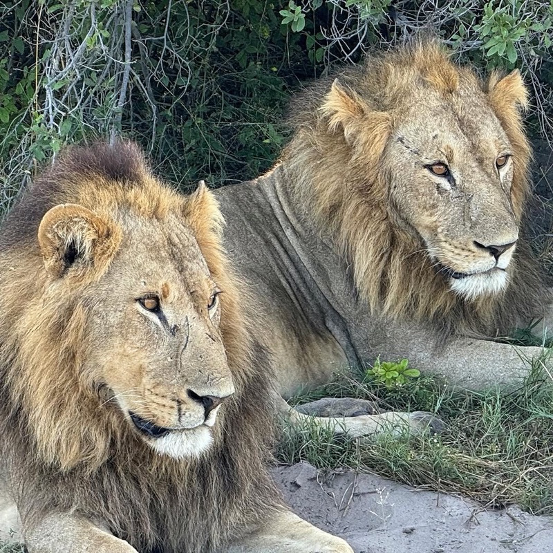 Selinda Explorers Camp (Great Plains Conservation)
