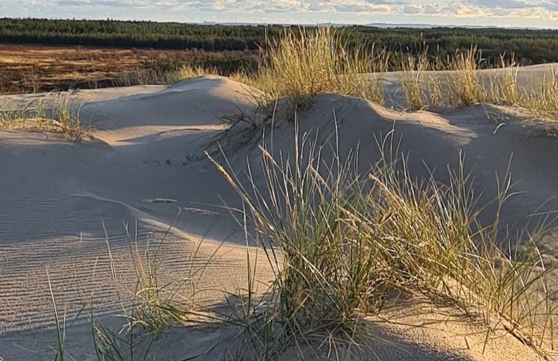 Bunken Klitplantage — coastal dune plantation with trails near Skagen