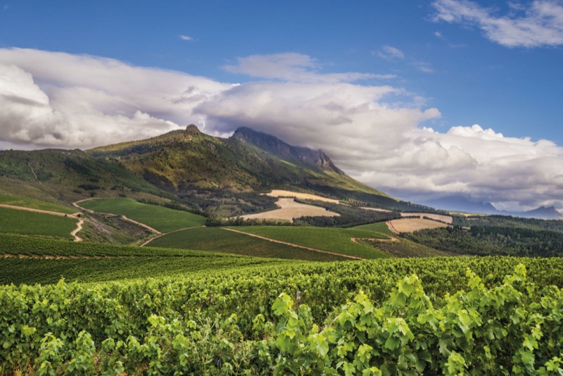 Kanonkop Wine Estate vineyards at the foot of Simonsberg mountain
