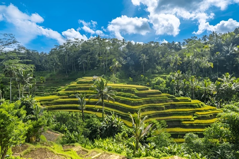 Rice Terrace Cafe panoramic view of Tegallalang terraces