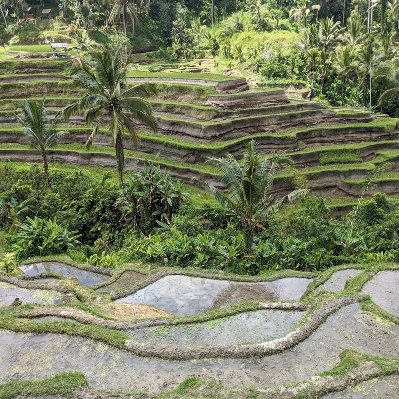 Teras Padi Cafe with panoramic view of Tegallalang Rice Terraces